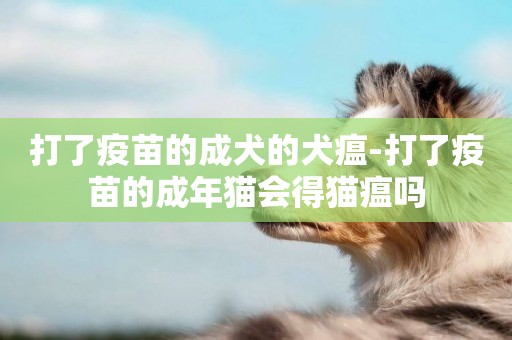 打了疫苗的成犬的犬瘟-打了疫苗的成年貓會得貓瘟嗎