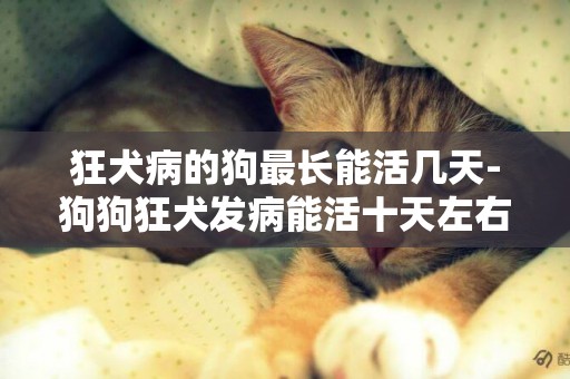 狂犬病的狗最長能活幾天-狗狗狂犬發病能活十天左右