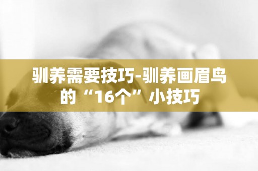 馴養需要技巧-馴養畫眉鳥的“16個”小技巧