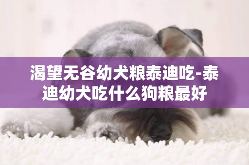 渴望無谷幼犬糧泰迪吃-泰迪幼犬吃什么狗糧最好