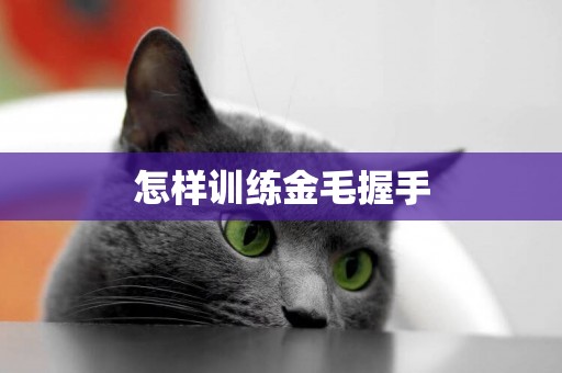 怎樣訓練金毛握手