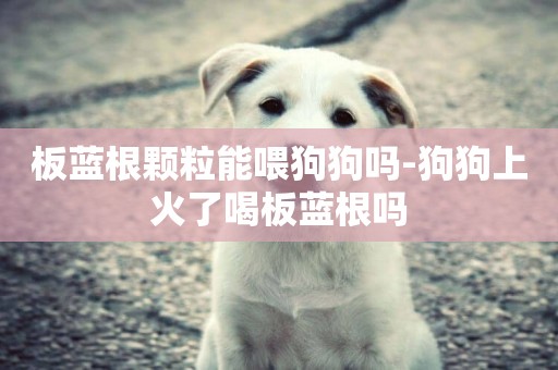 板藍根顆粒能喂狗狗嗎-狗狗上火了喝板藍根嗎