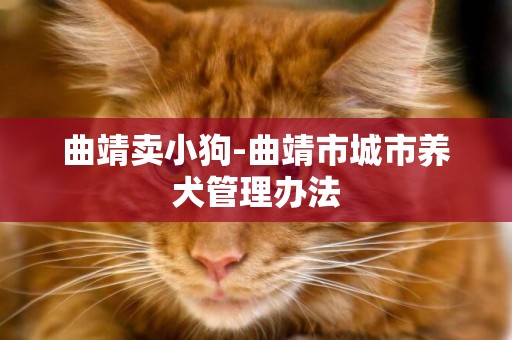 曲靖賣小狗-曲靖市城市養犬管理辦法