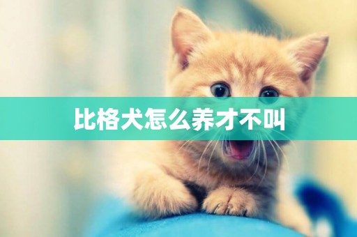 比格犬怎么養才不叫