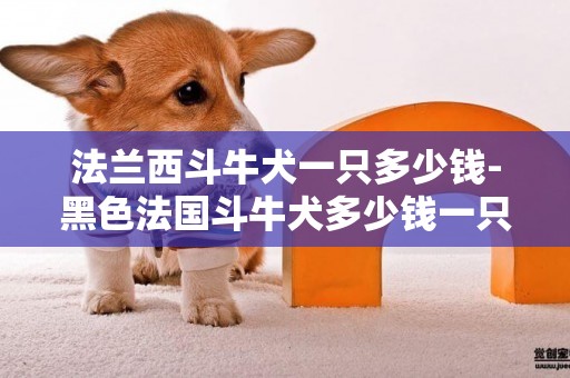 法蘭西斗牛犬一只多少錢-黑色法國斗牛犬多少錢一只