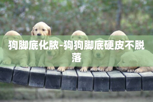 狗腳底化膿-狗狗腳底硬皮不脫落