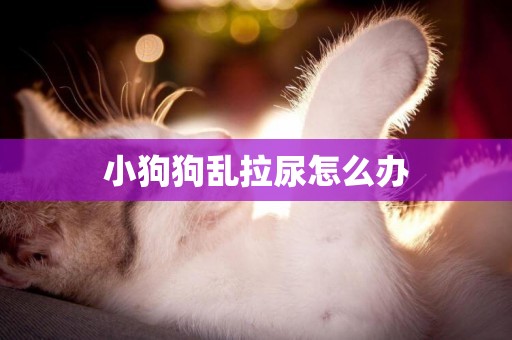 小狗狗亂拉尿怎么辦