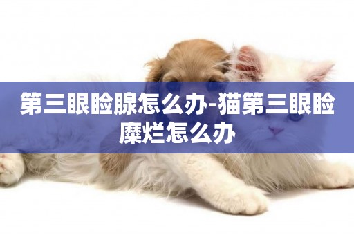 第三眼瞼腺怎么辦-貓第三眼瞼糜爛怎么辦