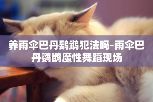 養雨傘巴丹鸚鵡犯法嗎-雨傘巴丹鸚鵡魔性舞蹈現場