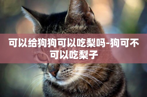 可以給狗狗可以吃梨嗎-狗可不可以吃梨子