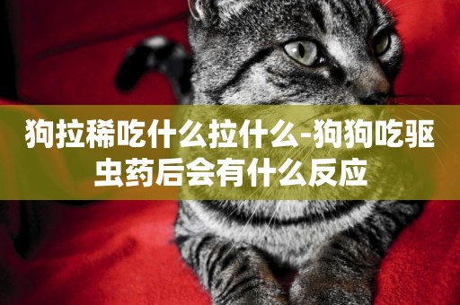 狗拉稀吃什么拉什么-狗狗吃驅蟲藥后會有什么反應