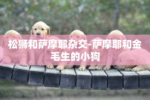 松獅和薩摩耶雜交-薩摩耶和金毛生的小狗