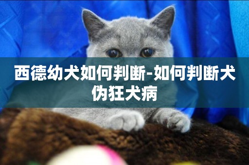西德幼犬如何判斷-如何判斷犬偽狂犬病