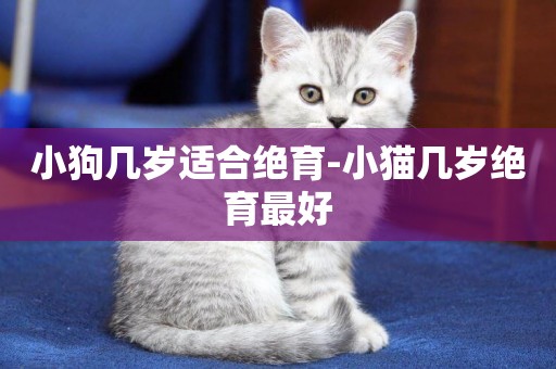 小狗幾歲適合絕育-小貓幾歲絕育最好