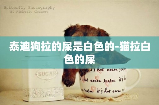 泰迪狗拉的屎是白色的-貓拉白色的屎