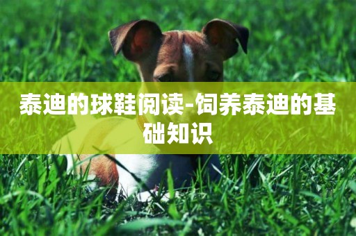 泰迪的球鞋閱讀-飼養泰迪的基礎知識
