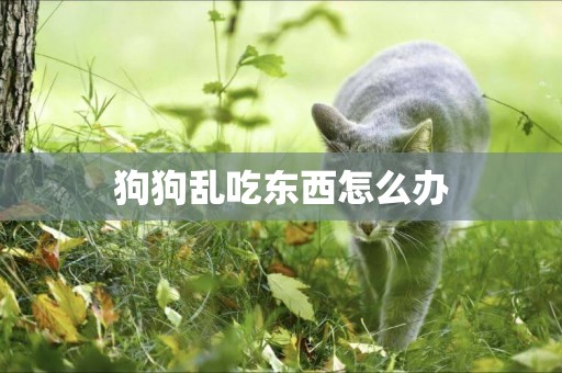 狗狗亂吃東西怎么辦