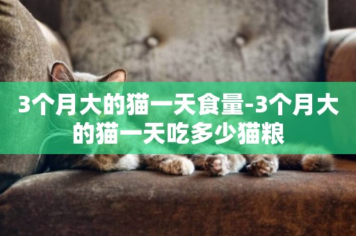 3個月大的貓一天食量-3個月大的貓一天吃多少貓糧