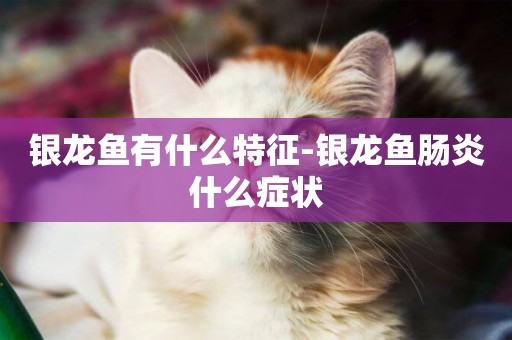 銀龍魚有什么特征-銀龍魚腸炎什么癥狀