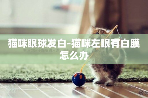 貓咪眼球發白-貓咪左眼有白膜怎么辦