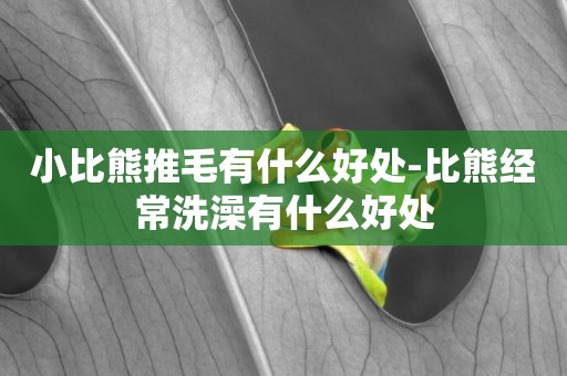 小比熊推毛有什么好處-比熊經常洗澡有什么好處