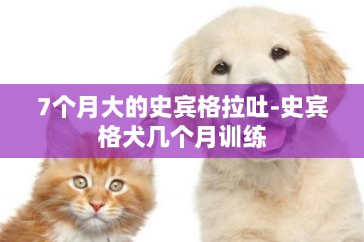 7個月大的史賓格拉吐-史賓格犬幾個月訓練
