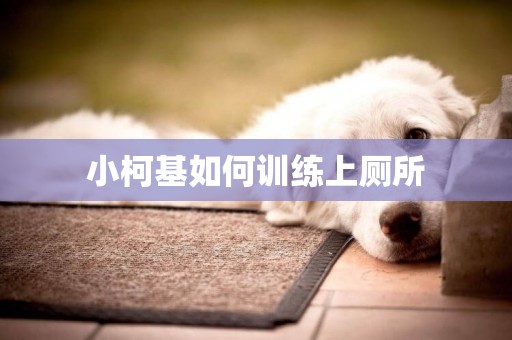小柯基如何訓練上廁所