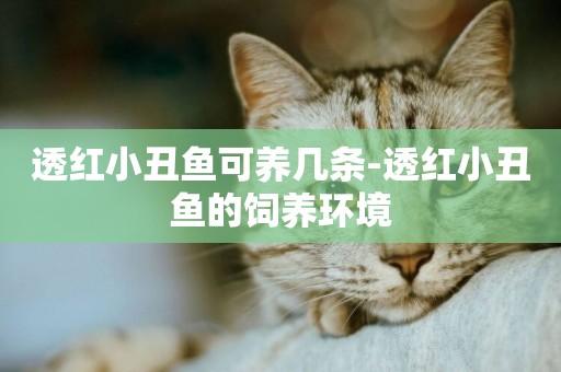 透紅小丑魚可養幾條-透紅小丑魚的飼養環境