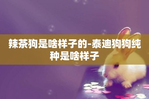 辣茶狗是啥樣子的-泰迪狗狗純種是啥樣子