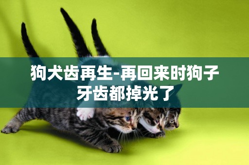 狗犬齒再生-再回來時狗子牙齒都掉光了