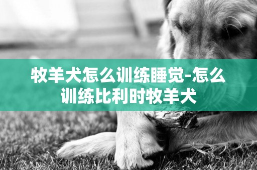 牧羊犬怎么訓練睡覺-怎么訓練比利時牧羊犬