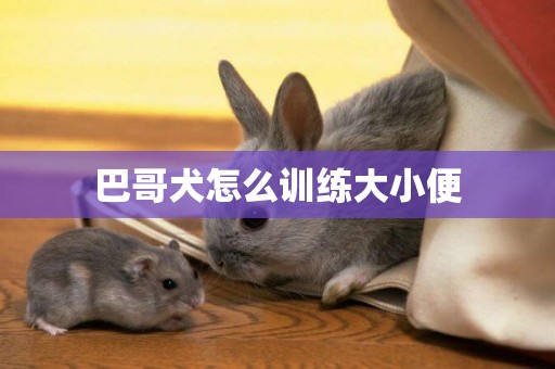 巴哥犬怎么訓練大小便
