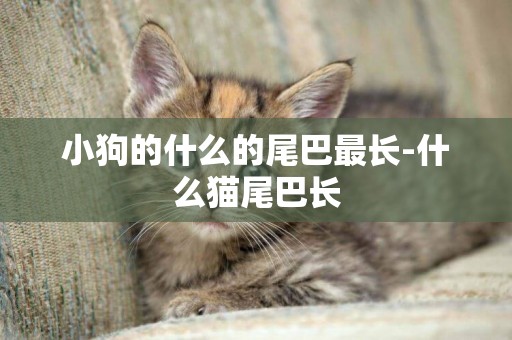 小狗的什么的尾巴最長-什么貓尾巴長
