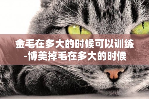金毛在多大的時候可以訓練-博美掉毛在多大的時候