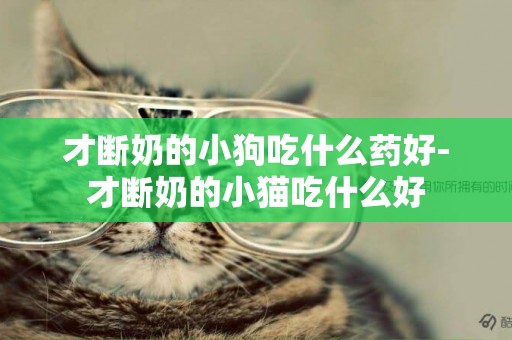 才斷奶的小狗吃什么藥好-才斷奶的小貓吃什么好