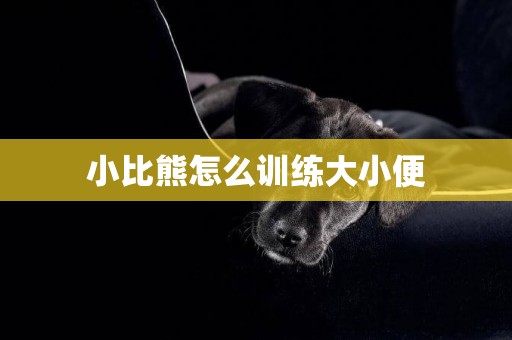 小比熊怎么訓練大小便