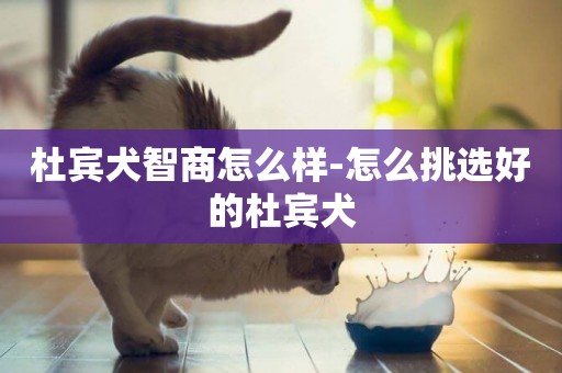 杜賓犬智商怎么樣-怎么挑選好的杜賓犬