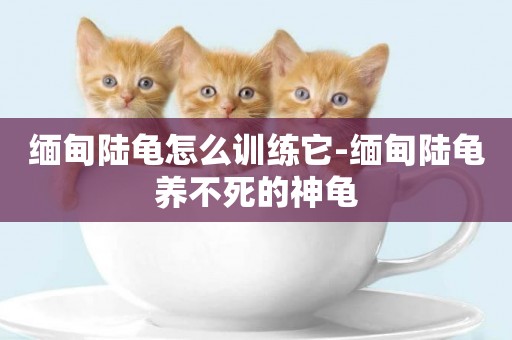 緬甸陸龜怎么訓練它-緬甸陸龜養不死的神龜