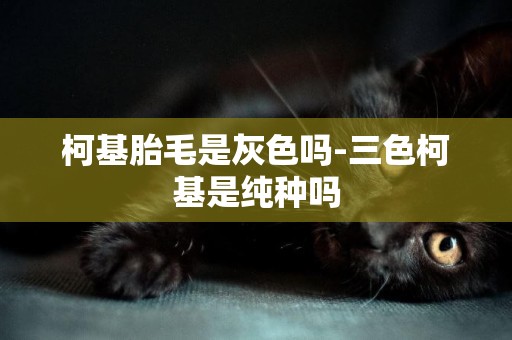 柯基胎毛是灰色嗎-三色柯基是純種嗎