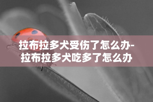拉布拉多犬受傷了怎么辦-拉布拉多犬吃多了怎么辦