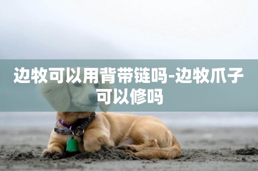 邊牧可以用背帶鏈嗎-邊牧爪子可以修嗎