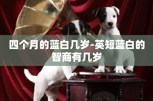 四個月的藍白幾歲-英短藍白的智商有幾歲