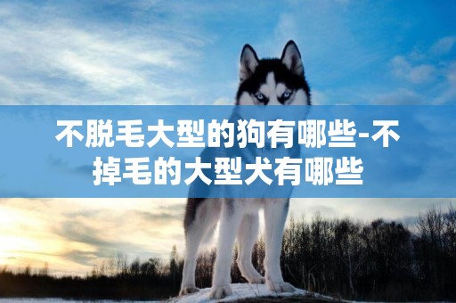 不脫毛大型的狗有哪些-不掉毛的大型犬有哪些