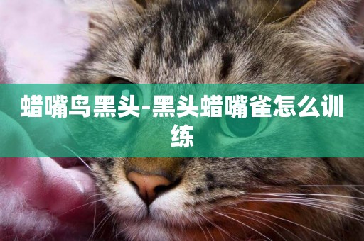 蠟嘴鳥黑頭-黑頭蠟嘴雀怎么訓練