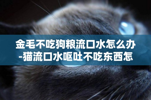 金毛不吃狗糧流口水怎么辦-貓流口水嘔吐不吃東西怎么辦吃什么藥