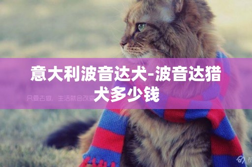 意大利波音達犬-波音達獵犬多少錢