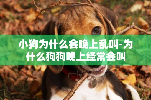 小狗為什么會晚上亂叫-為什么狗狗晚上經常會叫