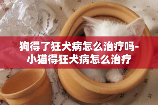 狗得了狂犬病怎么治療嗎-小貓得狂犬病怎么治療