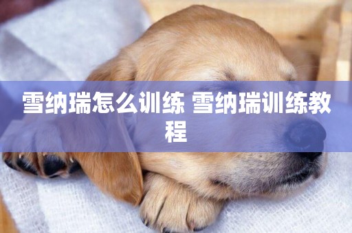 雪納瑞怎么訓練 雪納瑞訓練教程
