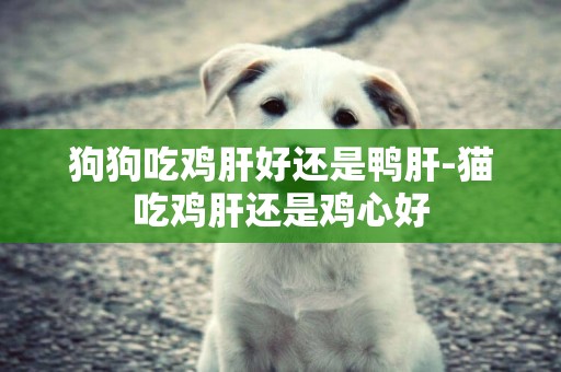 狗狗吃雞肝好還是鴨肝-貓吃雞肝還是雞心好